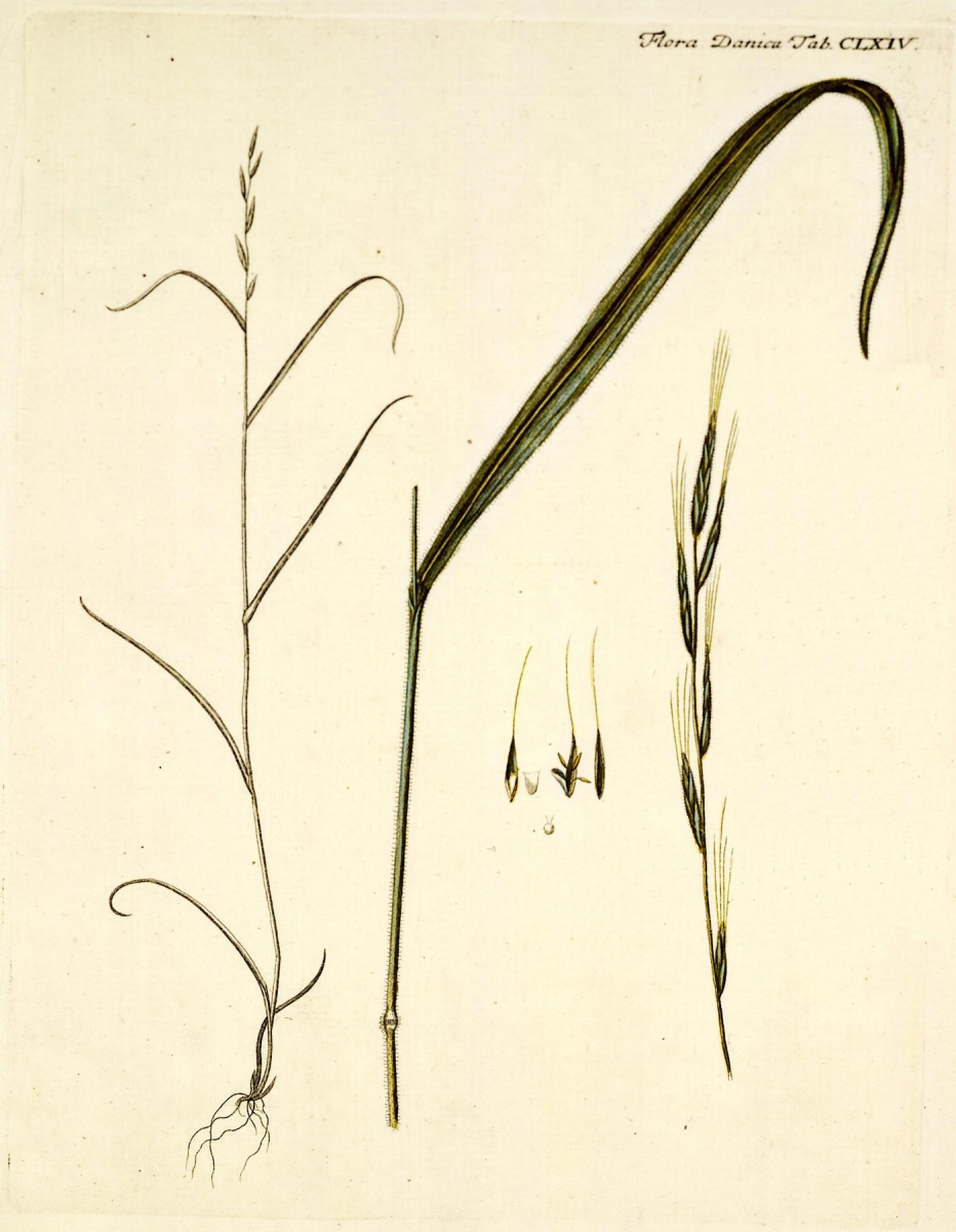 Boskortsteel - Brachypodium sylvaticum : Plant in P9 pot