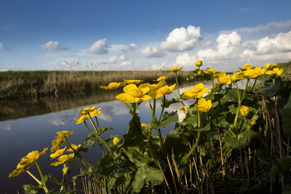 Gewone dotterbloem - Caltha palustris subsp. palustris : Zakje