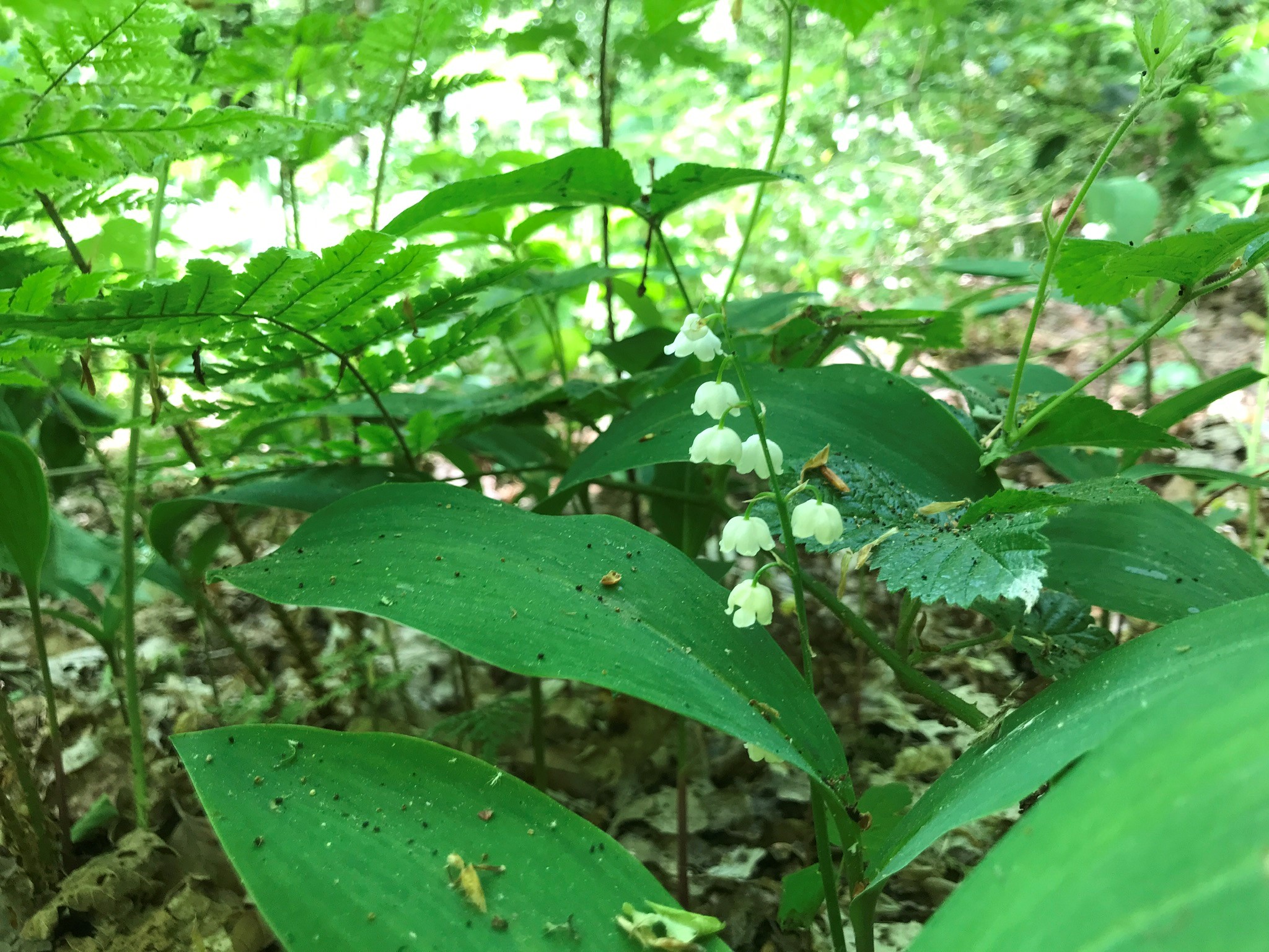 Lelietje-van-dalen - Convallaria majalis : Plant in P9 pot