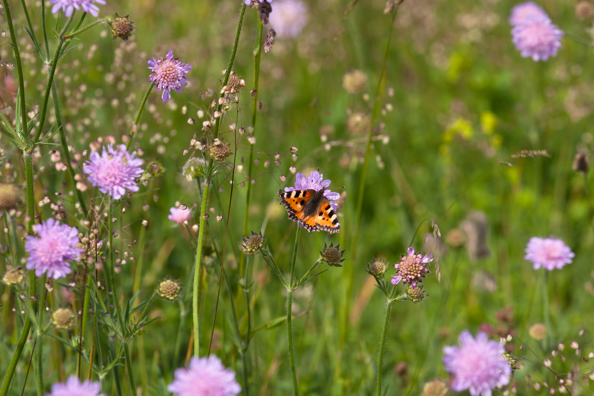 Plukmengsel inheemse planten voor op de vaas : losse grammen