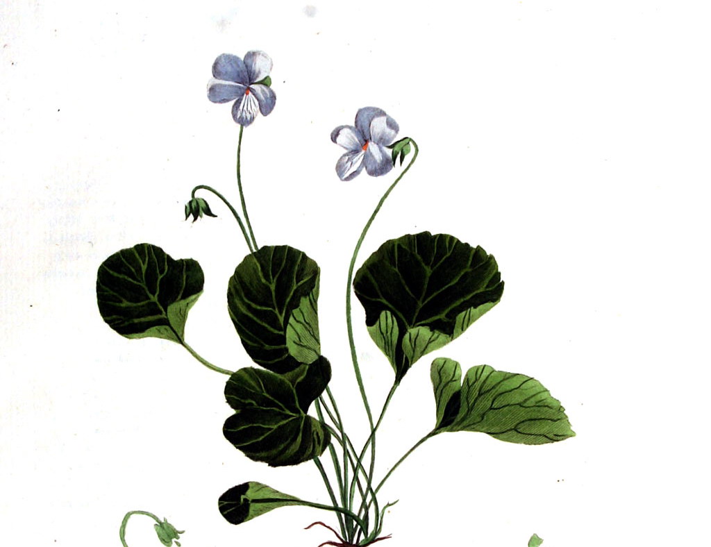 Moerasviooltje - Viola palustris : Zakje