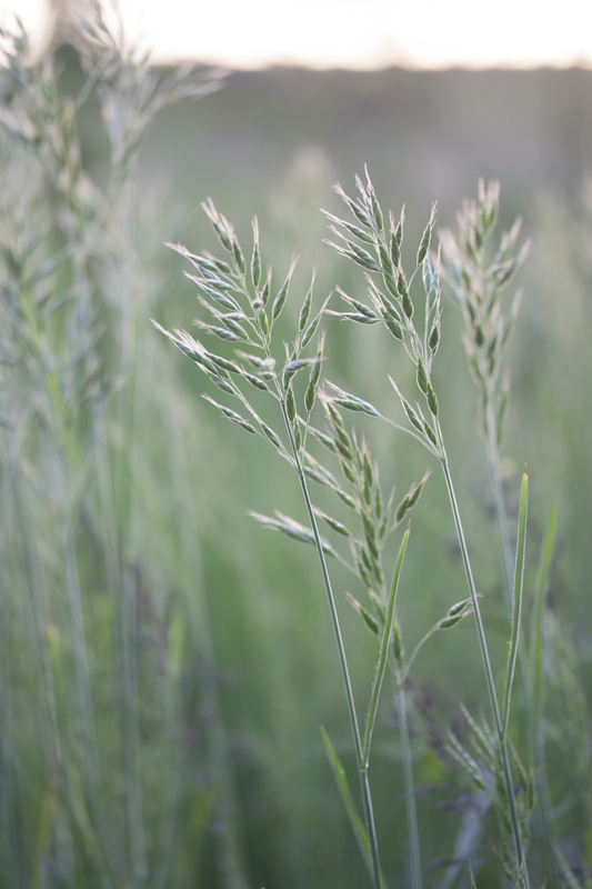 Zachte dravik - Bromus hordeaceus : Losse grammen