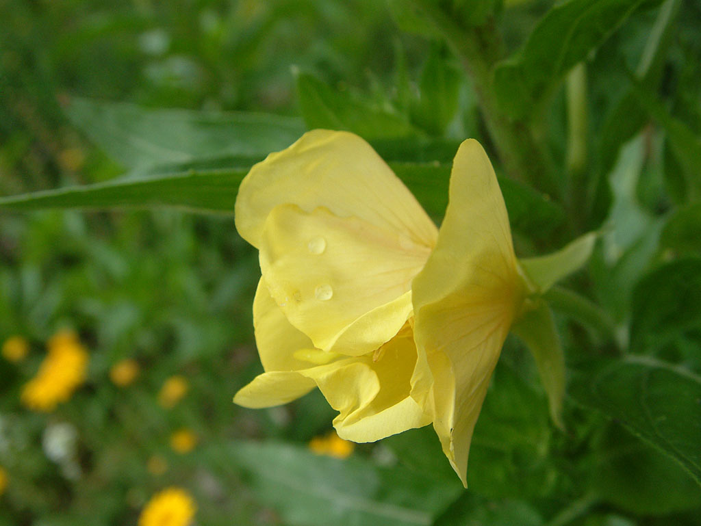 Middelste teunisbloem - Oenothera biennis : Plant in P9 pot