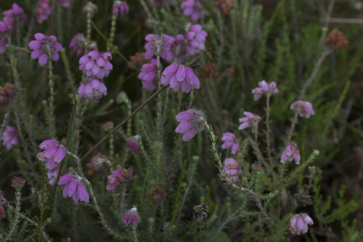 Gewone dophei - Erica tetralix : Zakje