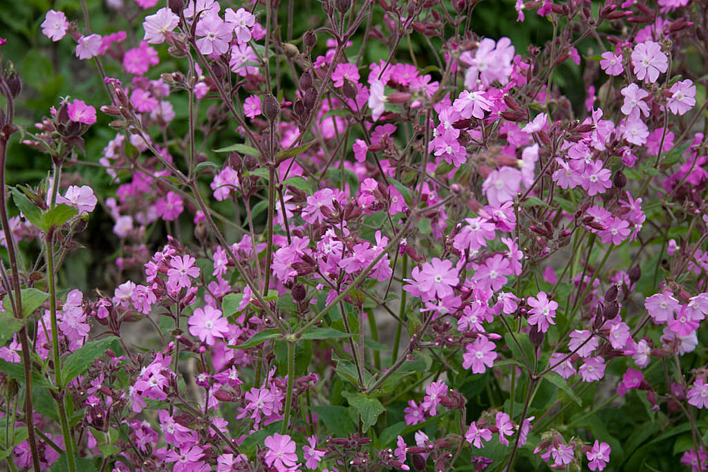 Dagkoekoeksbloem - Silene dioica : Losse grammen