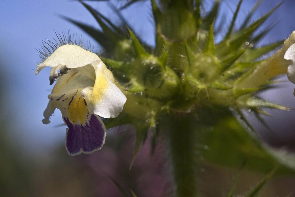 Dauwnetel - Galeopsis speciosa : Losse grammen