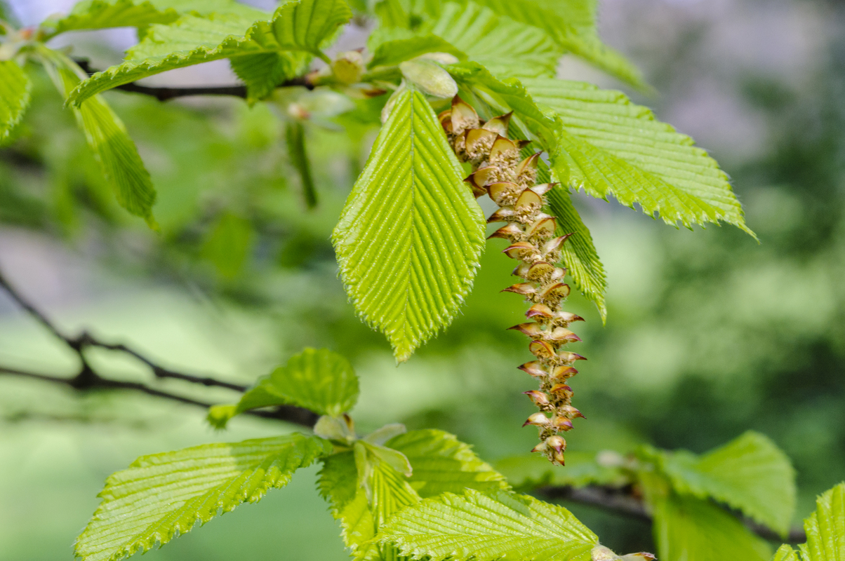 Haagbeuk - Carpinus betulus : Los stuk wortelgoed