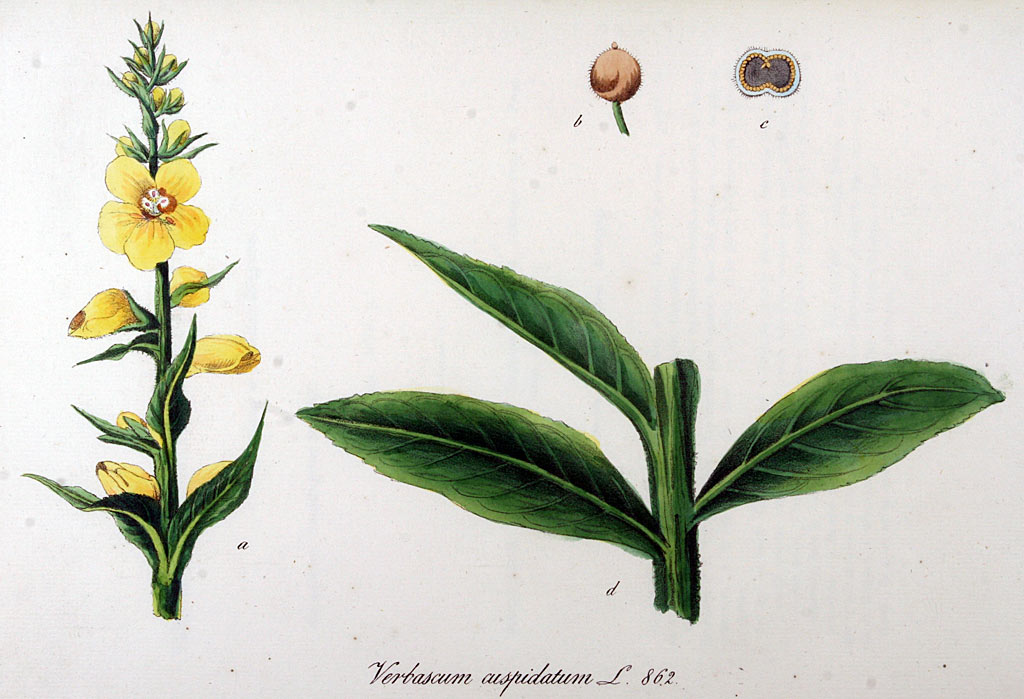 Stalkaars - Verbascum densiflorum : Losse grammen