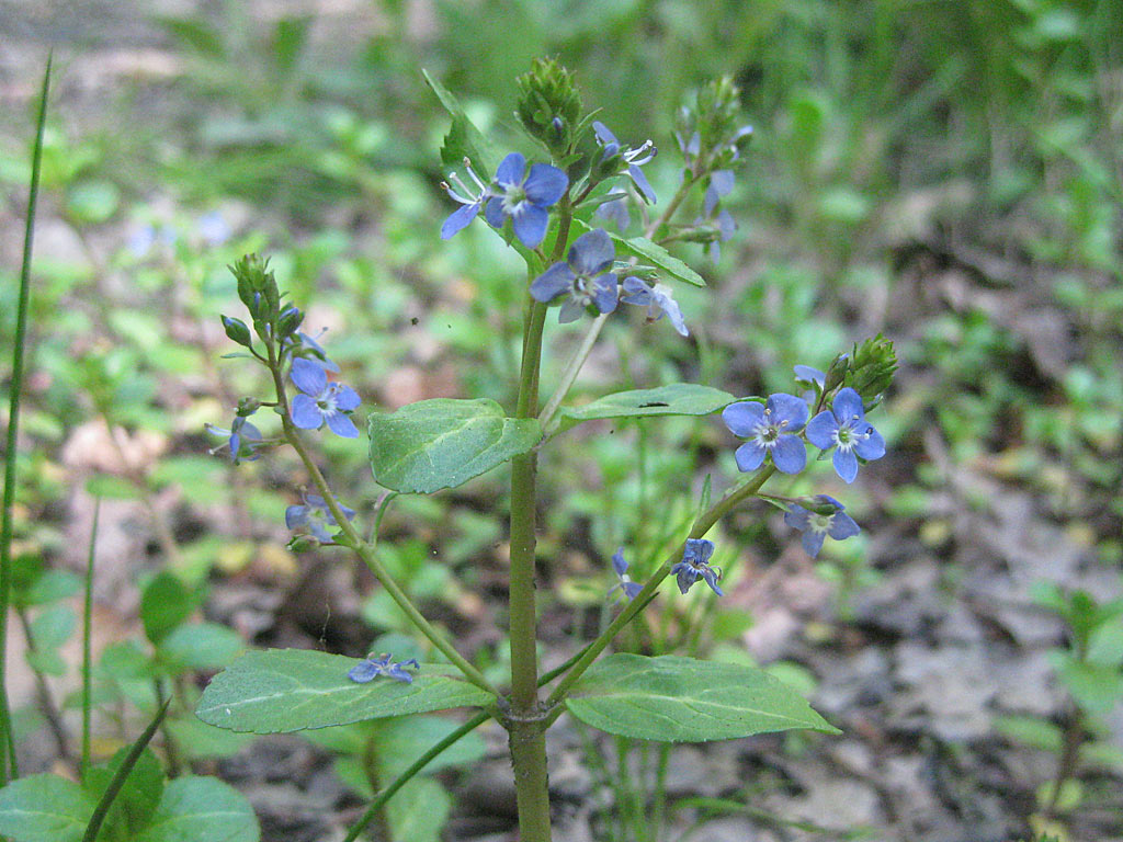 Beekpunge - Veronica beccabunga : Plant in P9 pot