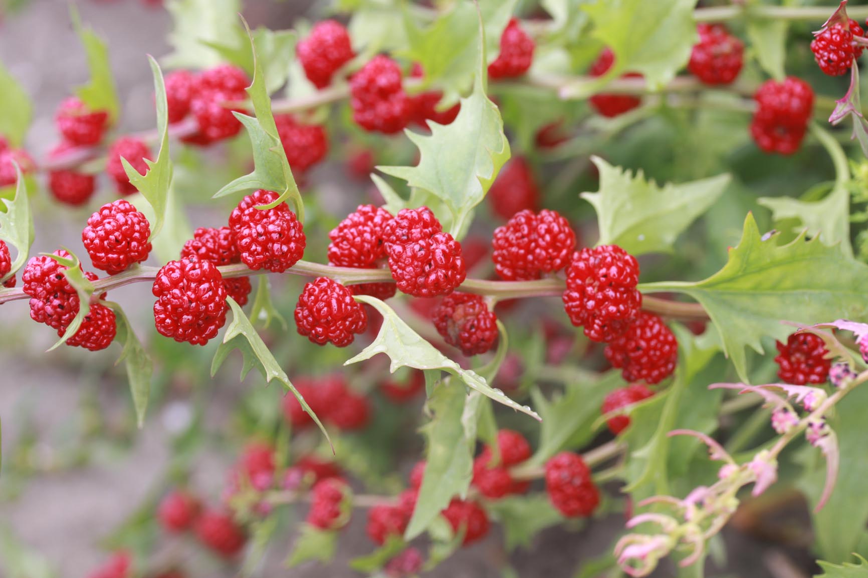 Rode aardbeispinazie - Blitum virgatum : Zakje