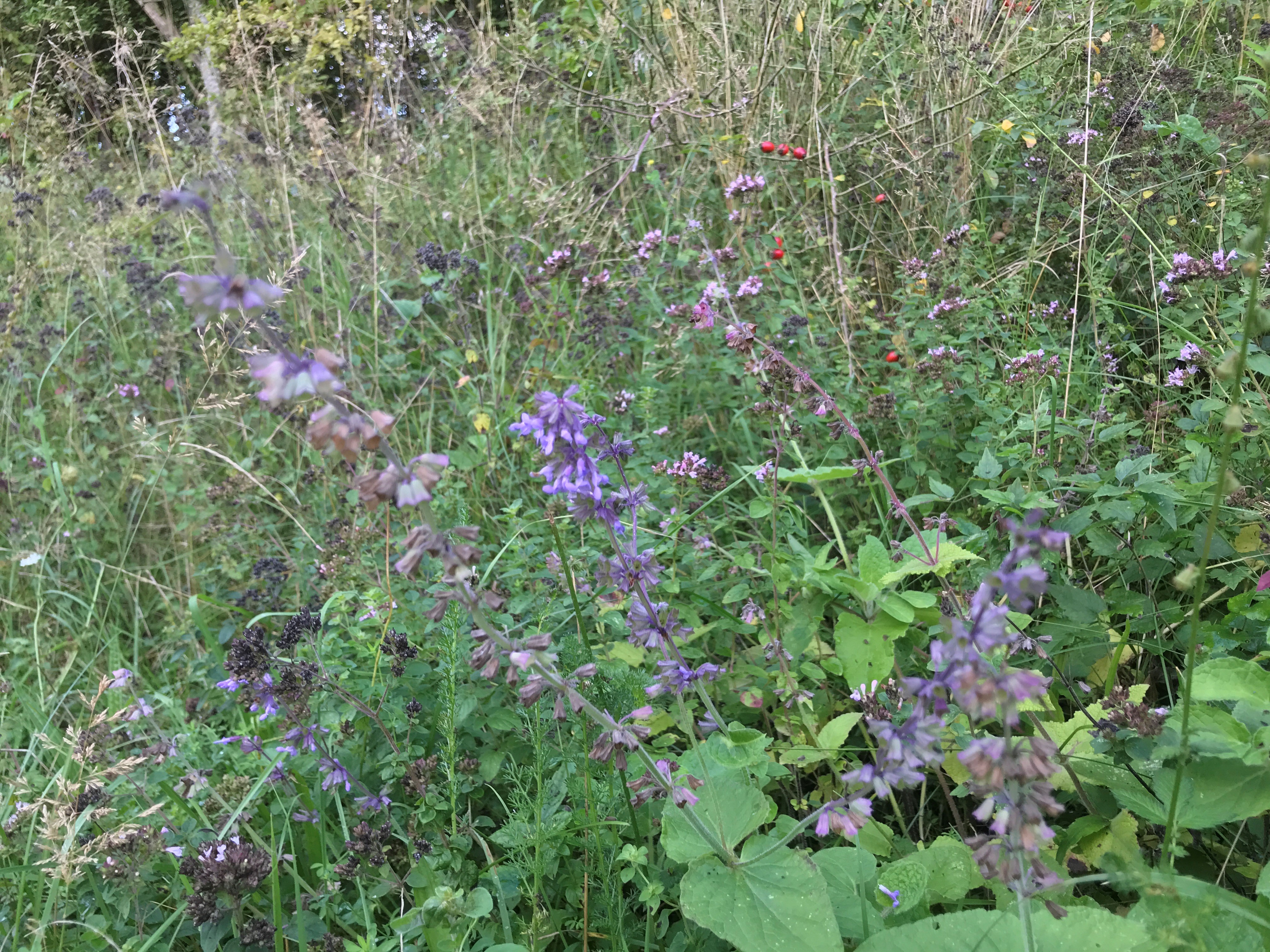 Kranssalie - Salvia verticillata : Plant in P9 pot