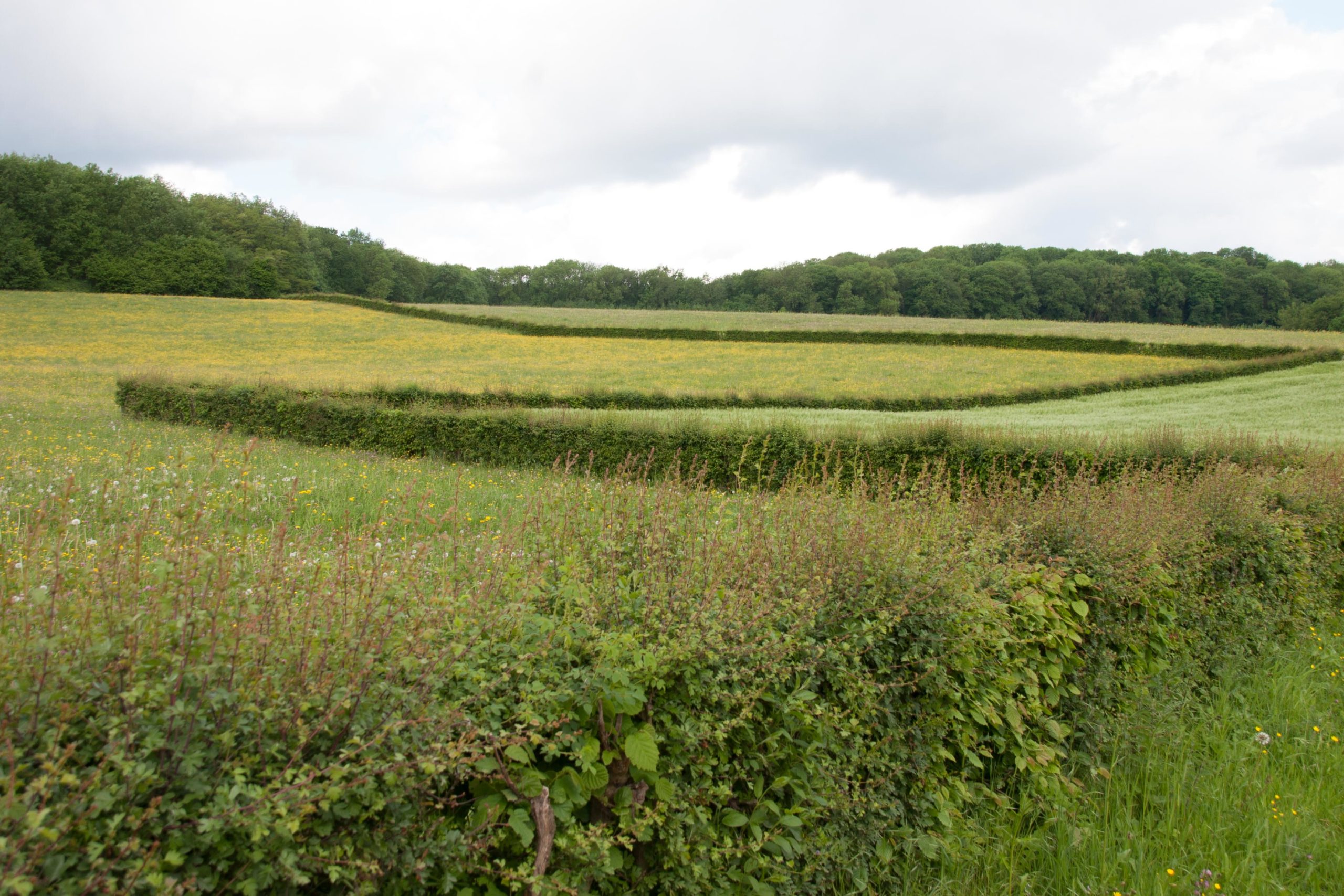 Gemengde biodiversiteitsheg voor zwaardere gronden (25 planten voor 5 meter heg) : 25 stuks wortelgoed