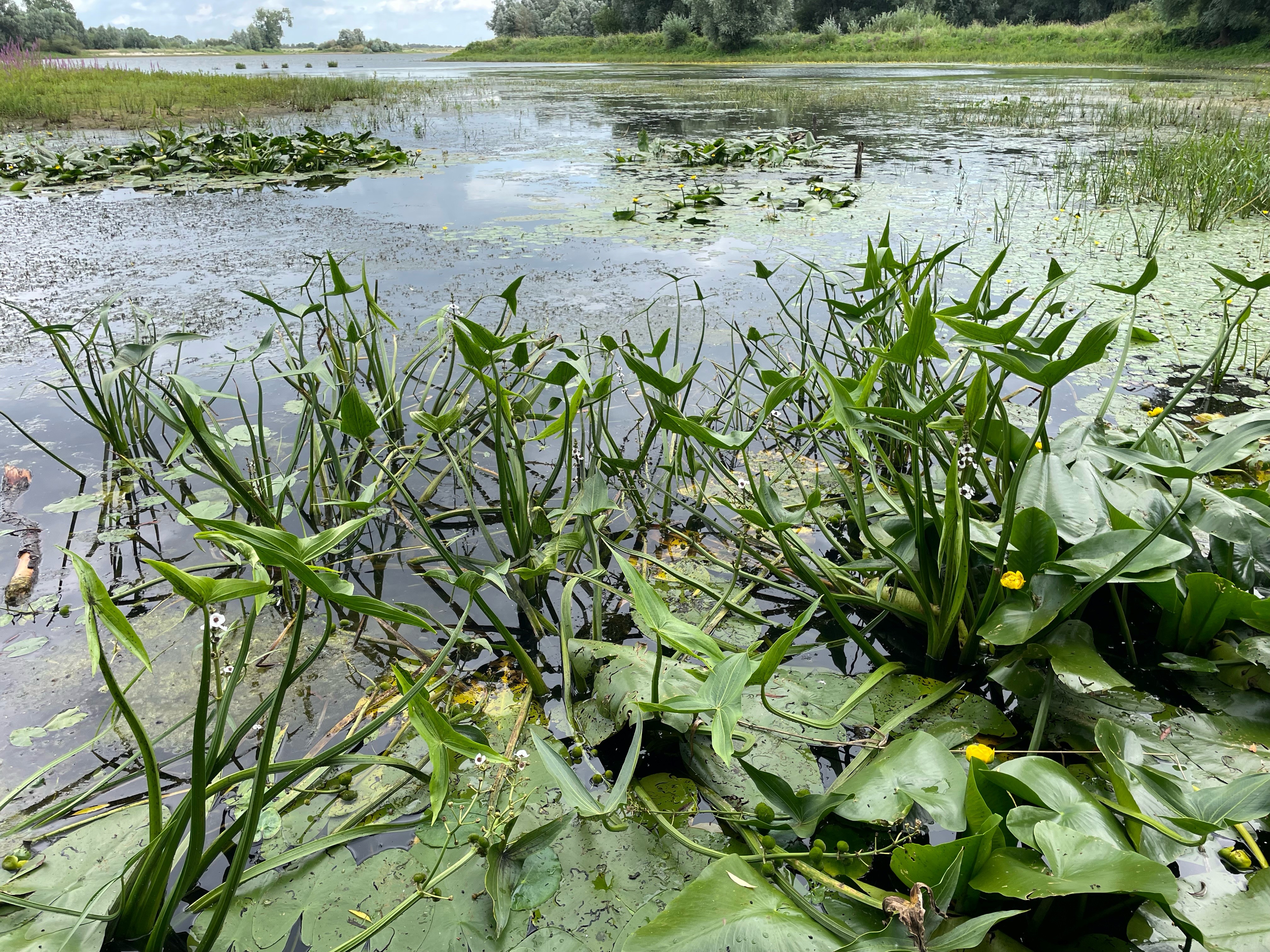 Pijlkruid - Sagittaria sagittifolia : Plant in P9 pot