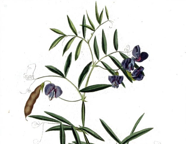 Moeraslathyrus - Lathyrus palustris : Zakje