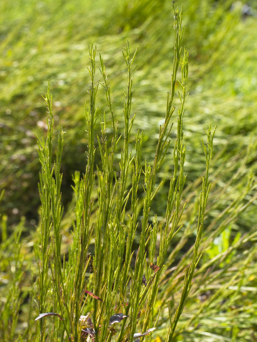 Bitter barbarakruid - Barbarea stricta : Zakje