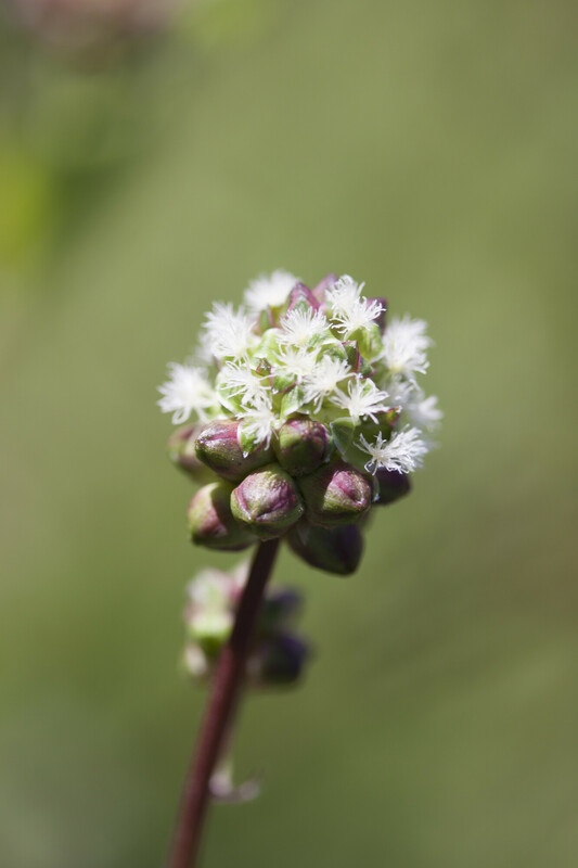 Kleine pimpernel - Poterium sanguisorba subsp. sanguisorba : Losse grammen