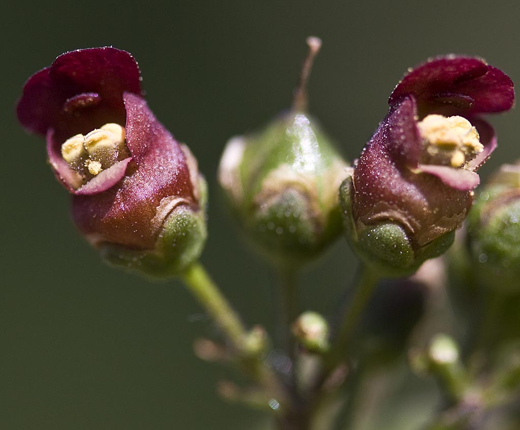 Geoord helmkruid - Scrophularia auriculata : Plant in P9 pot