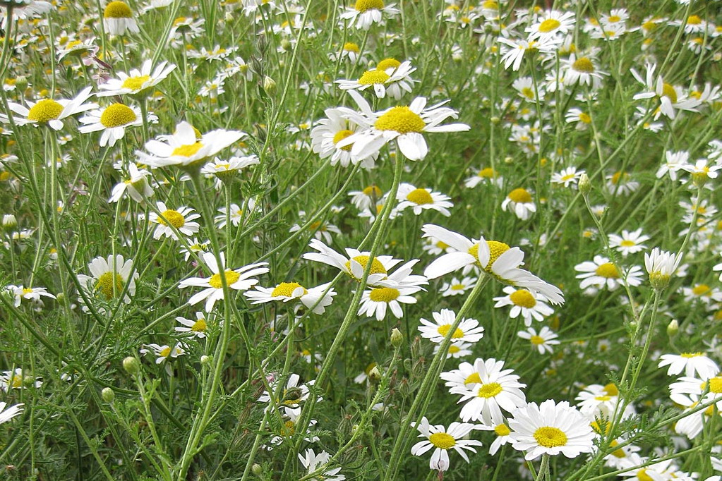 Valse Kamille - Anthemis arvensis : Losse grammen