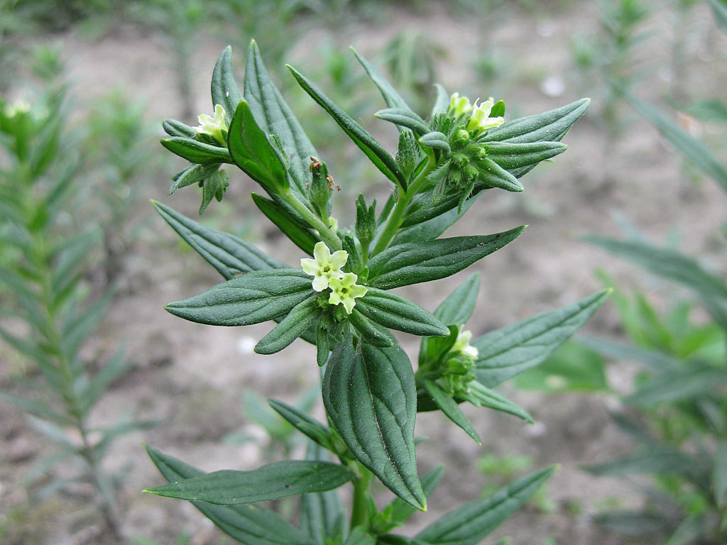 Glad parelzaad - Lithospermum officinale : Plant in P9 pot