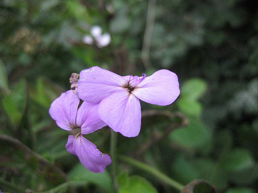 Damastbloem - Hesperis matronalis : Zakje