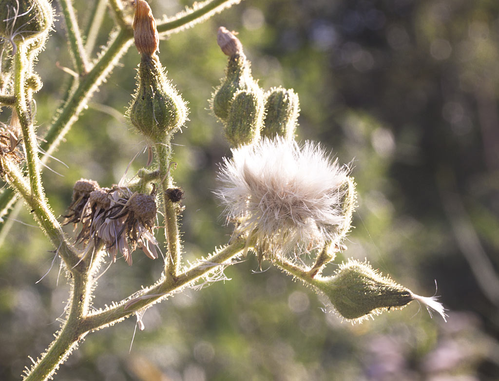 Moerasmelkdistel - Sonchus palustris : Losse grammen