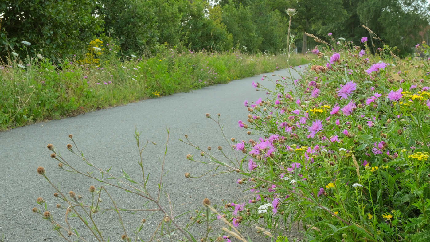 BKN rivier - bebouwde omgeving : Losse grammen