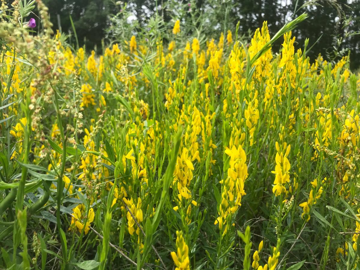 Verfbrem - Genista tinctoria : Plant in P9 pot