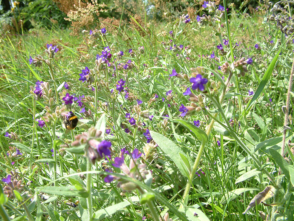 Gewone ossentong - Anchusa officinalis : Losse grammen