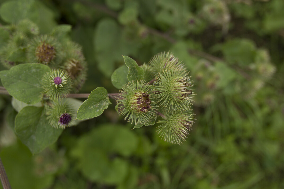 Grote klit - Arctium lappa : Plant in P9 pot