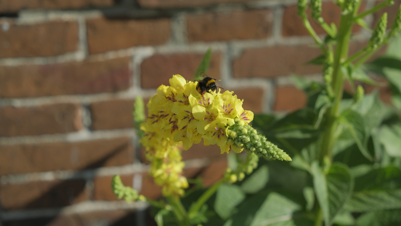 Inheems gevelpakket - zon, i.s.m. Stichting Steenbreek