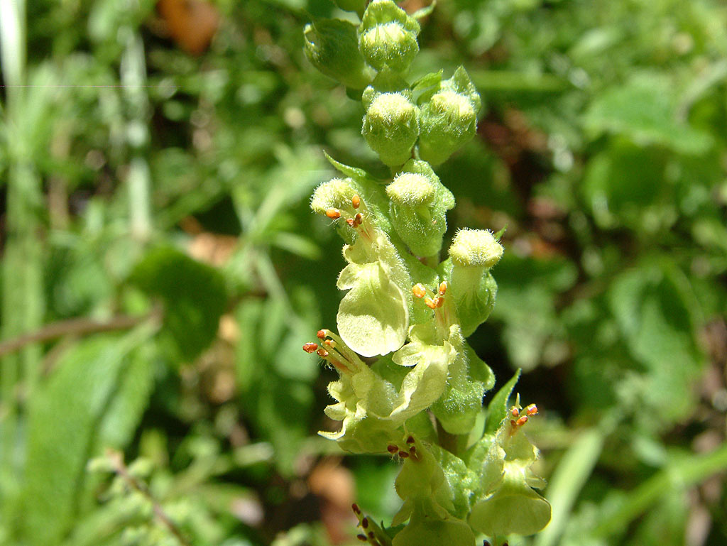 Valse salie - Teucrium scorodonia : Plant in P9 pot