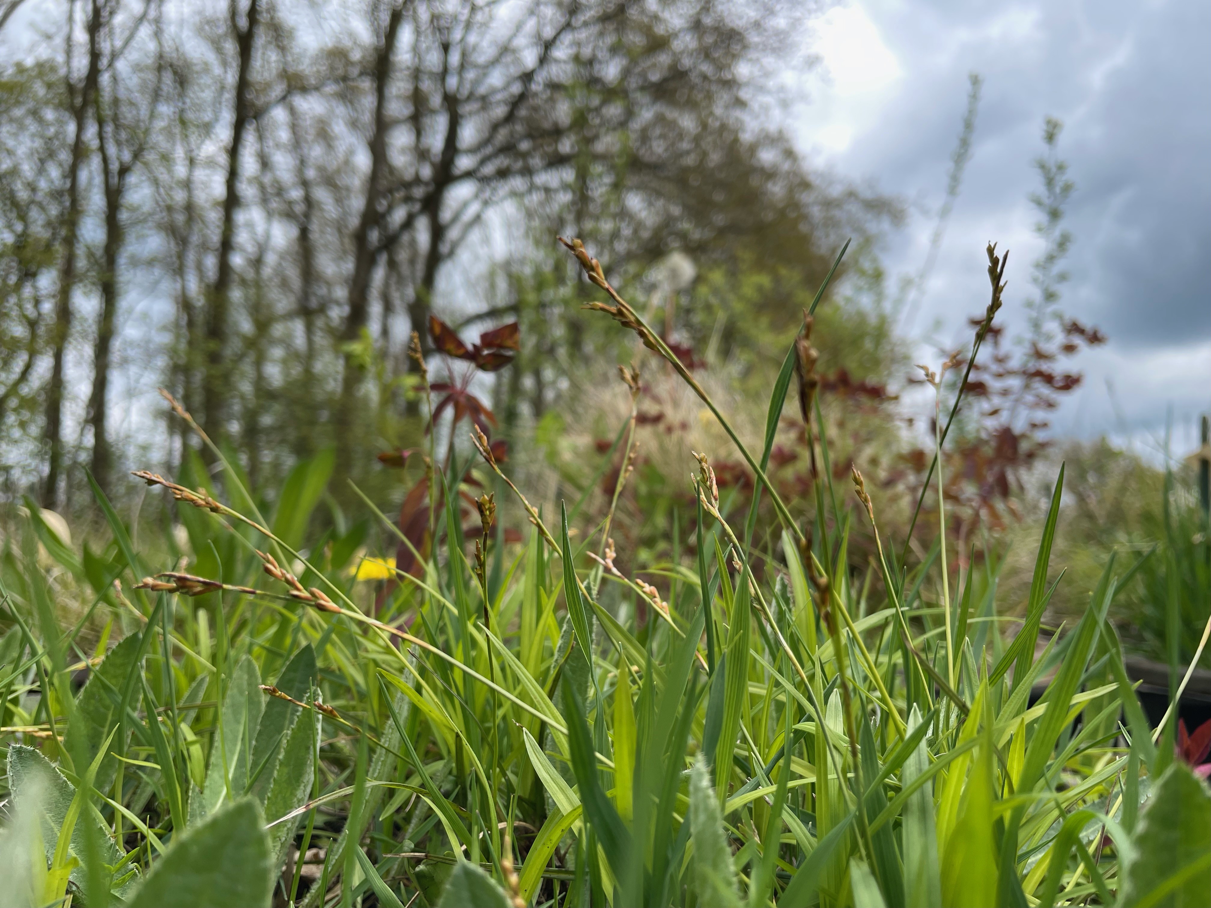 Vingerzegge - Carex digitata : Zakje