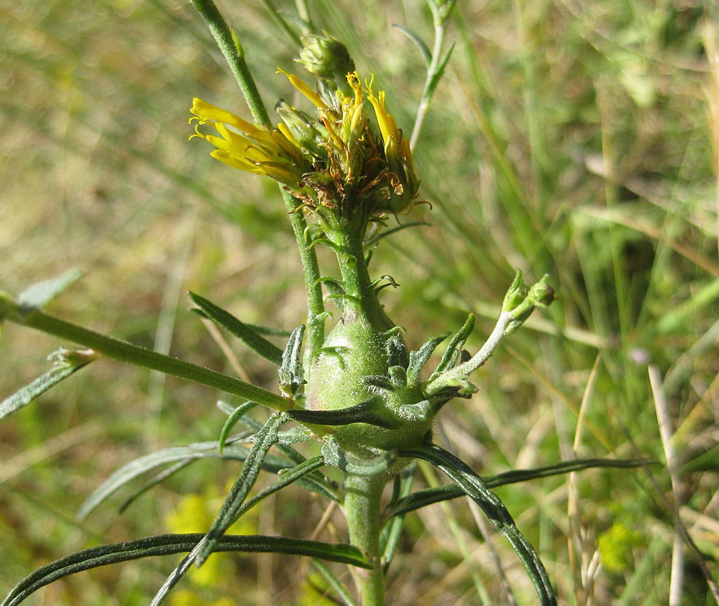 Schermhavikskruid - Hieracium sectie Hieracioides : Losse grammen