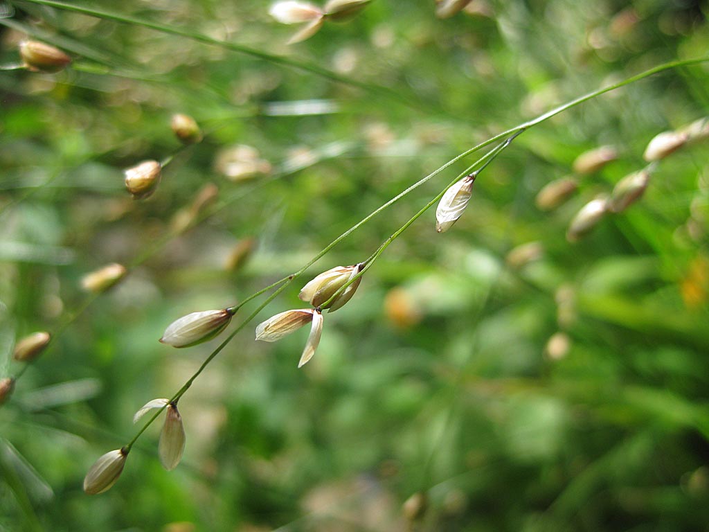 Eenbloemig parelgras - Melica uniflora : Losse grammen