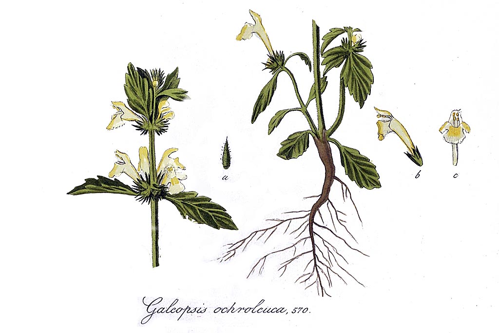 Bleekgele hennepnetel - Galeopsis segetum : Zakje