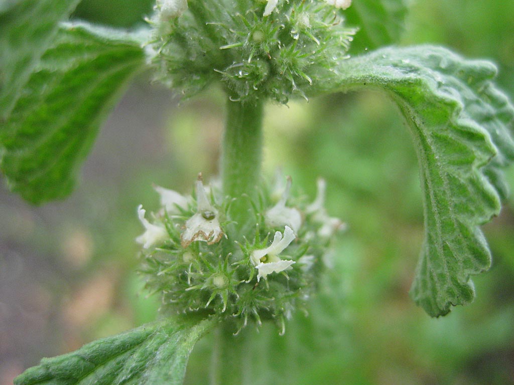 Malrove - Marrubium vulgare : Plant in P9 pot
