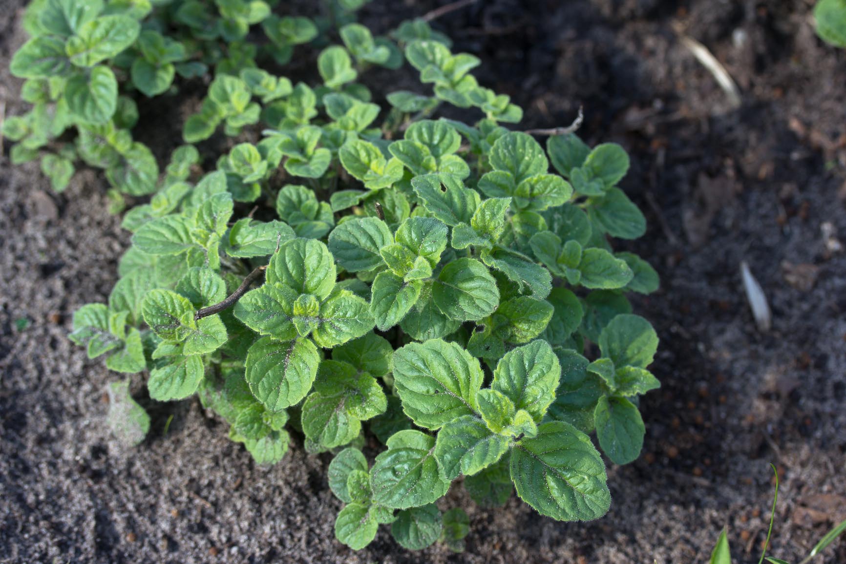 Bergsteentijm - Clinopodium menthifolium : Plant in P9 pot