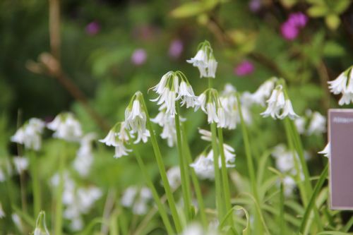 Driekantige look - Allium triquetrum : Verpakking met 25 bollen