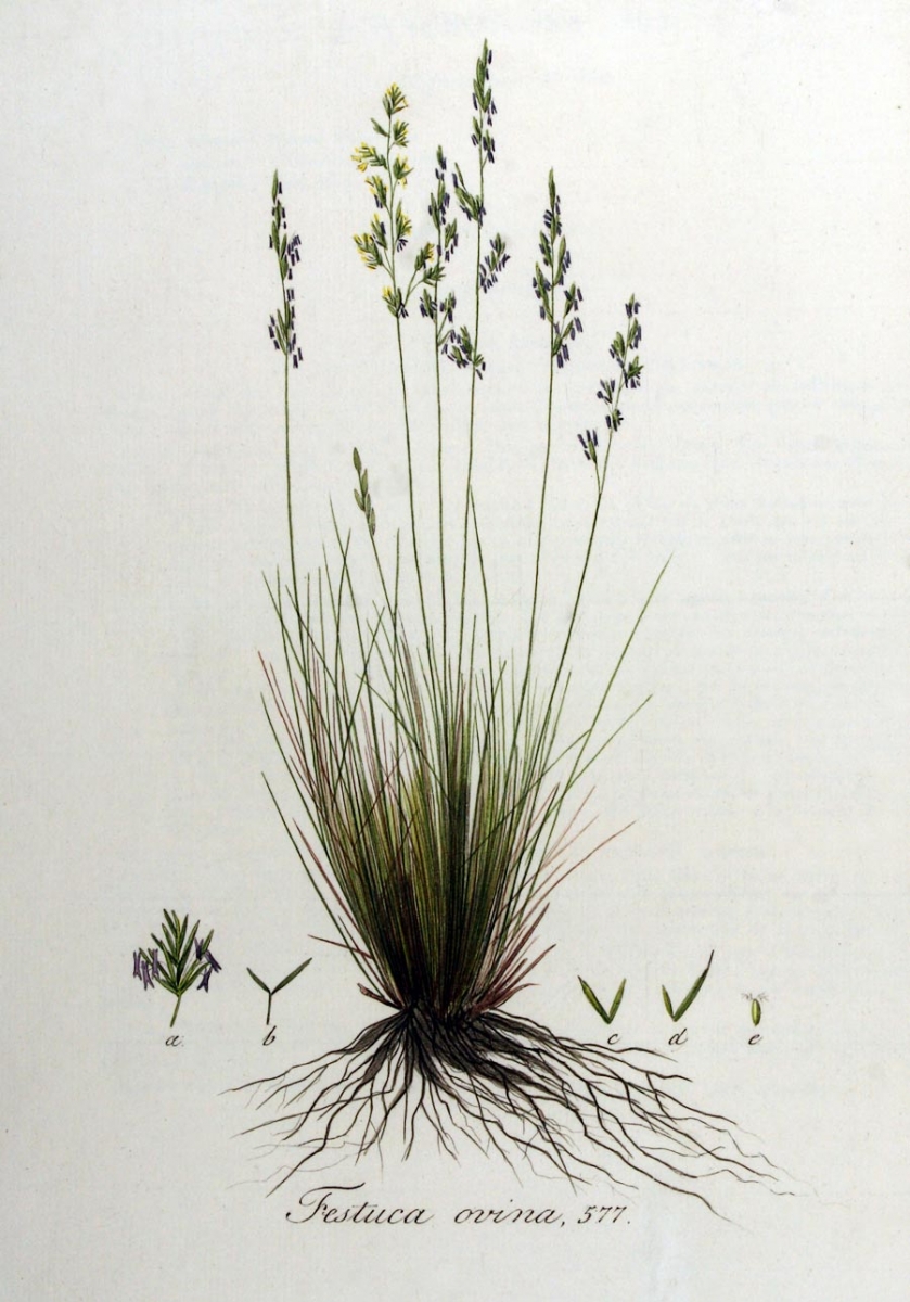 Schapengras - Festuca guestfalica : Plant in P9 pot