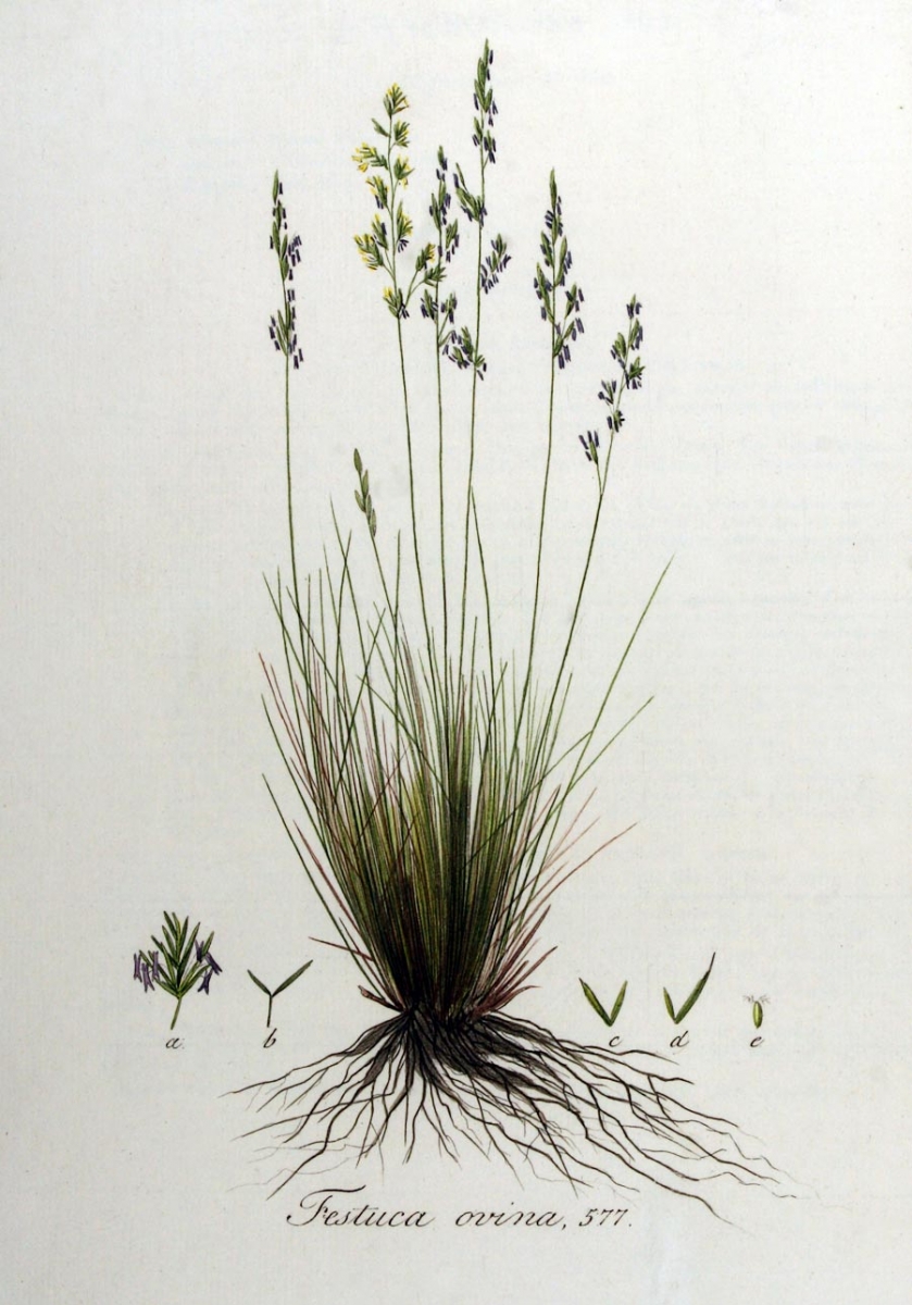 Schapengras - Festuca guestfalica : Losse grammen