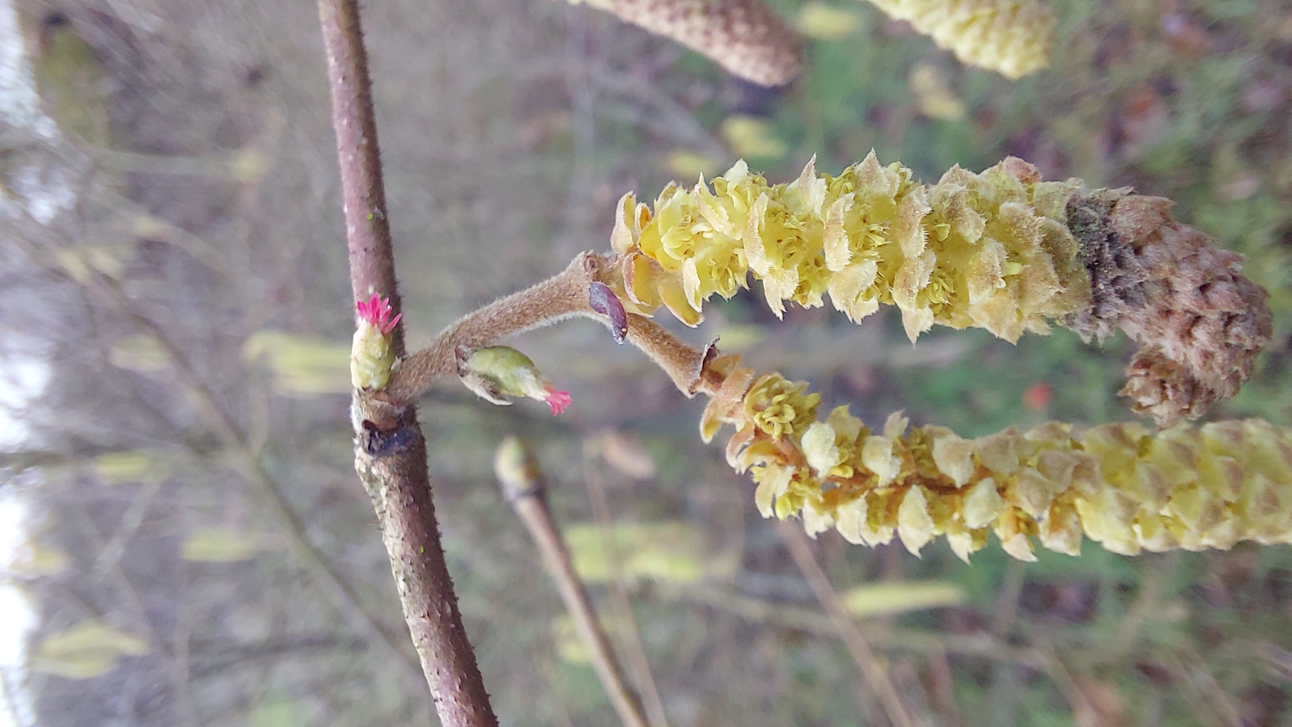 Hazelaar - Corylus avallana : Los stuk wortelgoed