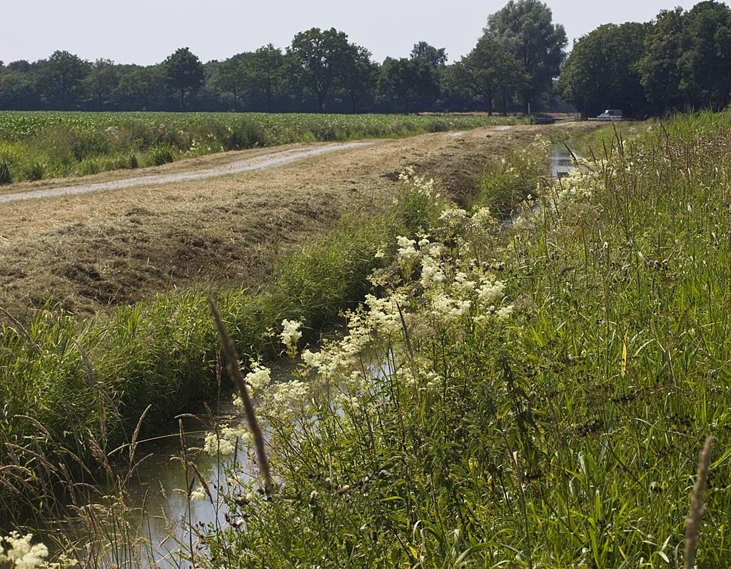 Moerasspirea - Filipendula ulmaria : Zakje