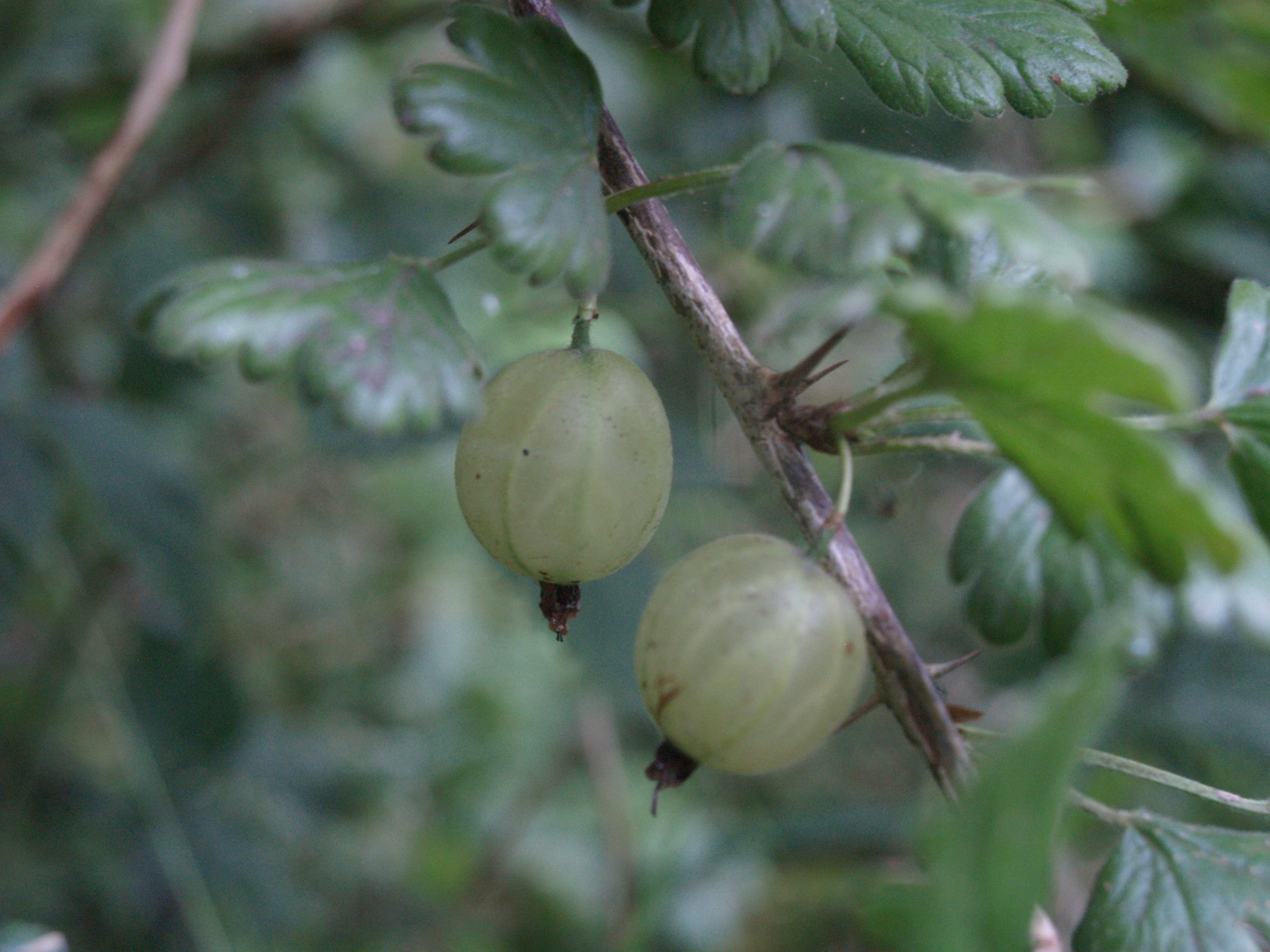 Kruisbes - Ribes uva-crispa : Los stuk wortelgoed