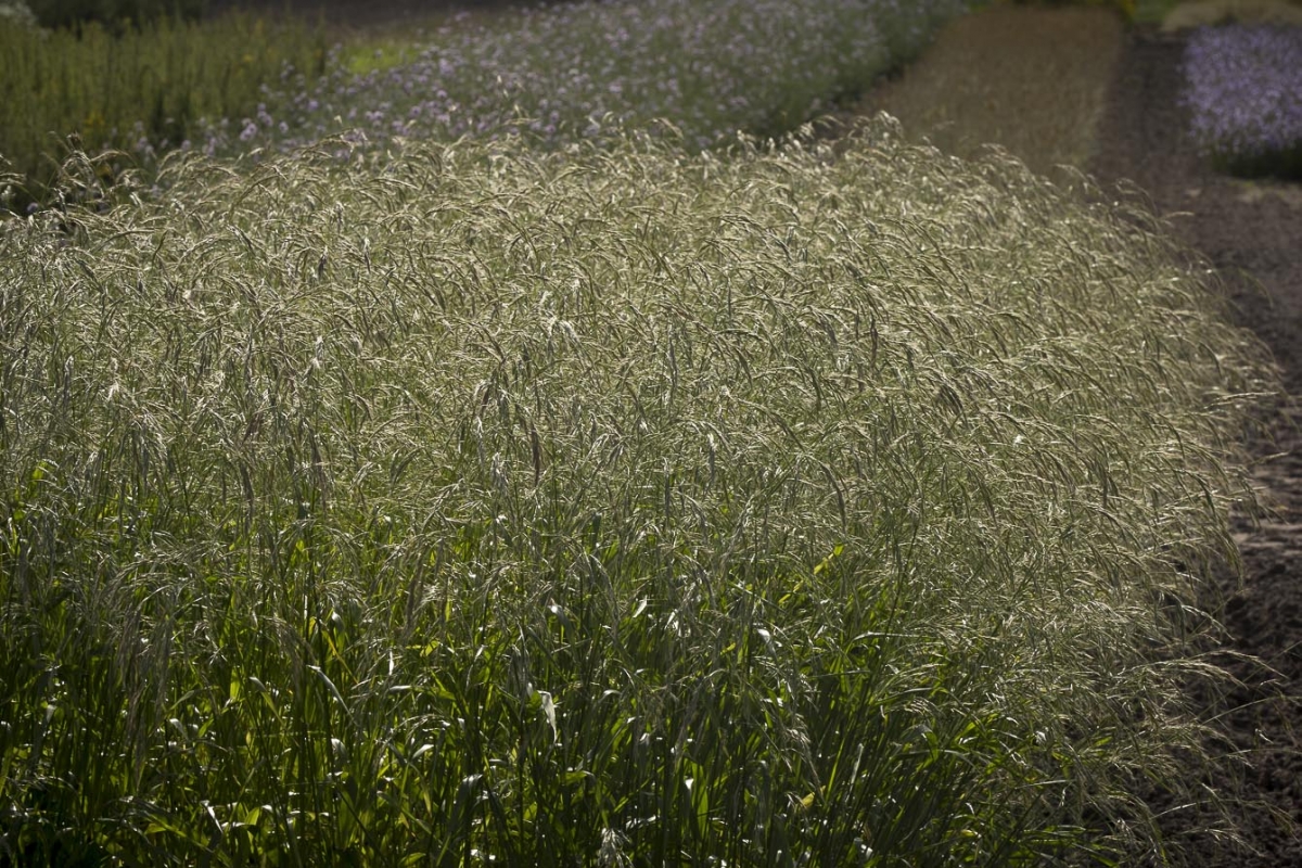 Reuzenzwenkgras - Schedonorus gigantea : Plant in P9 pot