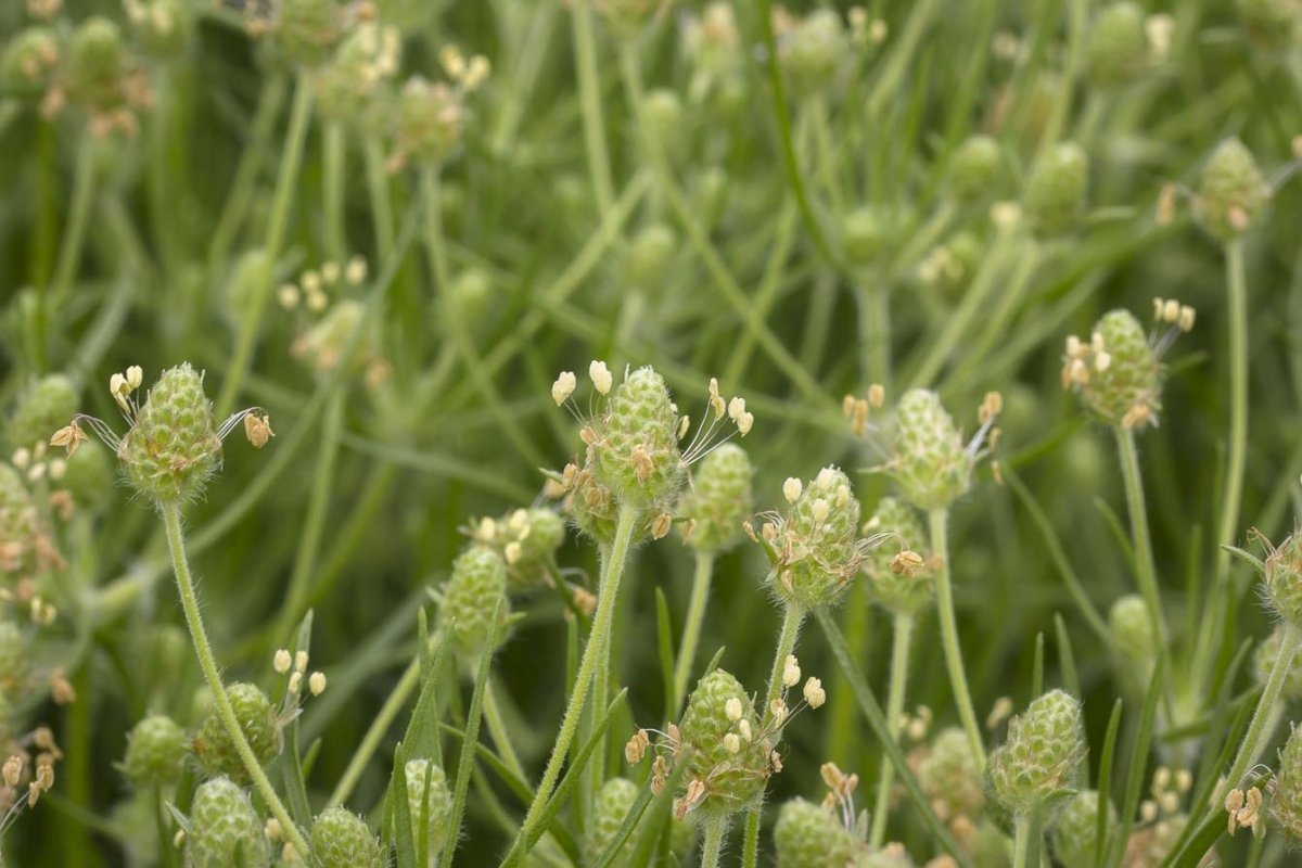 Zandweegbree - Plantago arenaria : Zakje