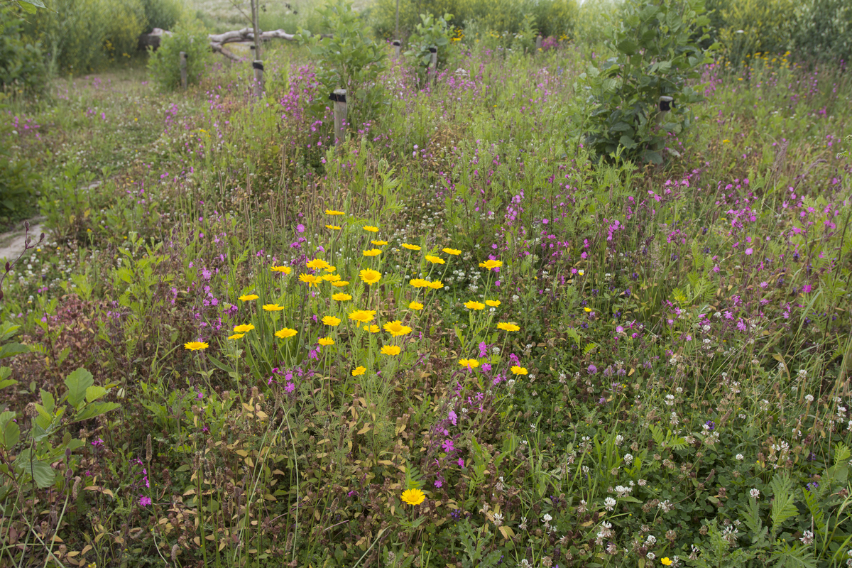 S1  Speelnatuur : Losse grammen