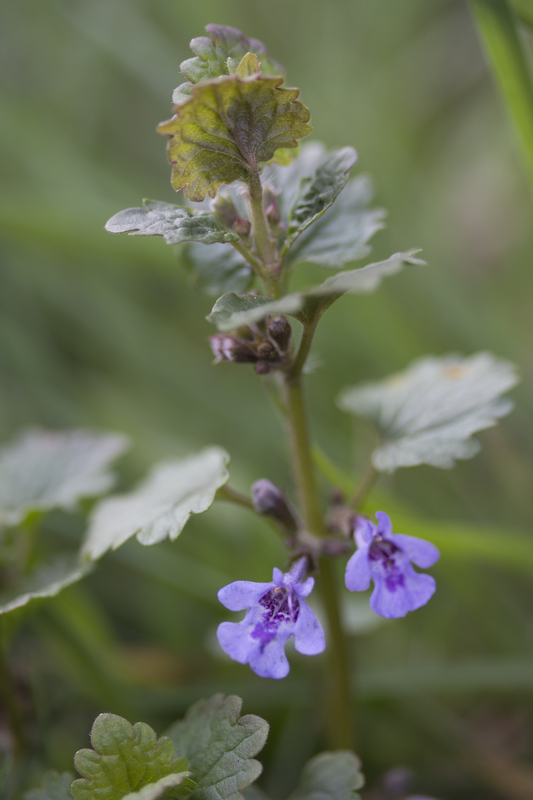 Hondsdraf - Glechoma hederacea : Plant in P9 pot