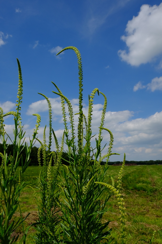 Wouw - Reseda luteola : Losse grammen