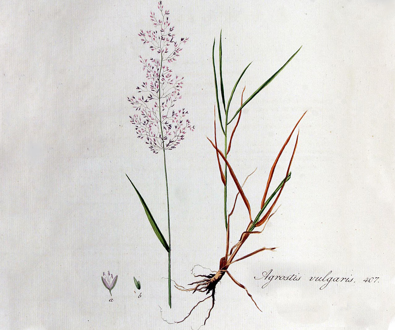 Gewoon struisgras - Agrostis capillaris : Zakje