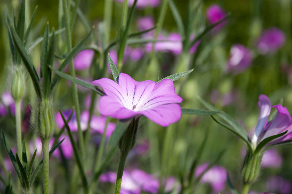 Bolderik - Agrostemma githago : Losse grammen